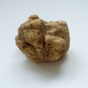 Truffe Blanche "magnatum pico"