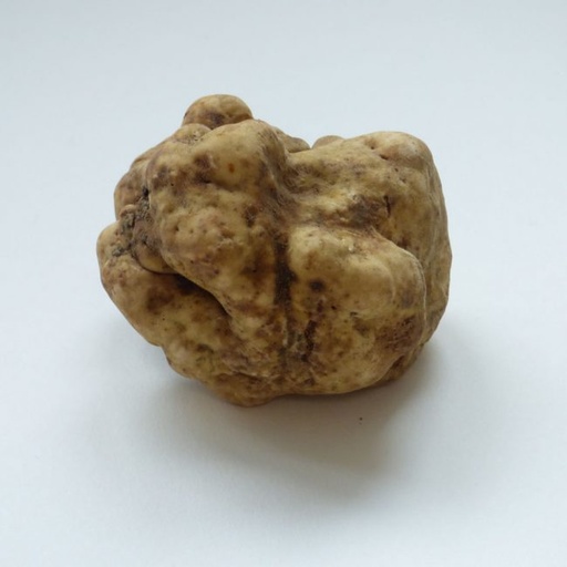 Truffe Blanche "magnatum pico"